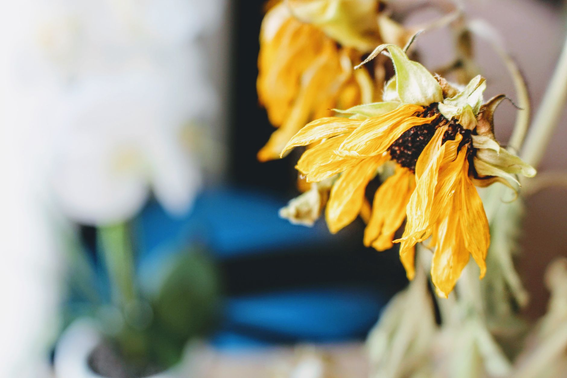 A close-up of a drooping, withered sunflower with dried petals