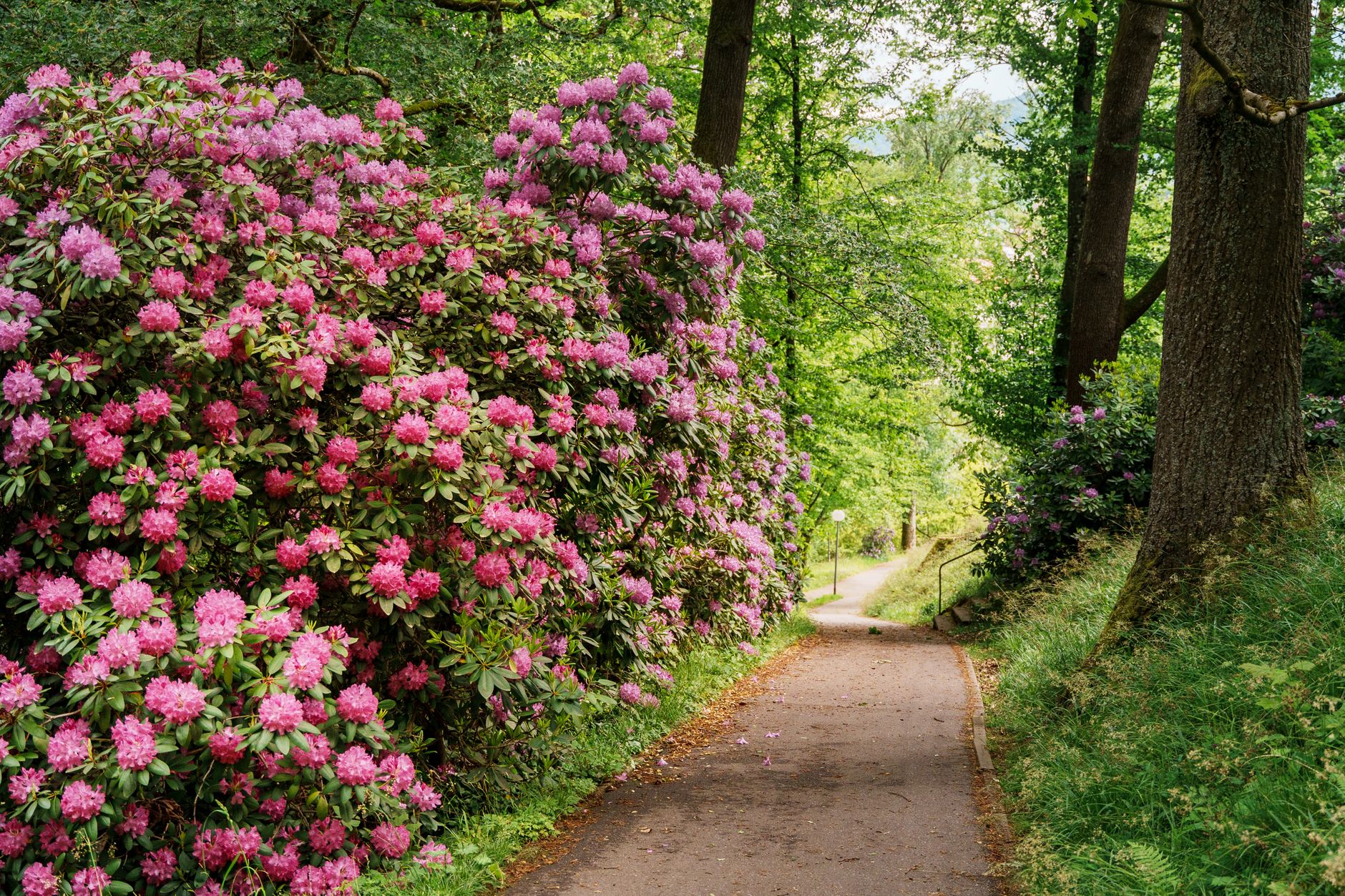 A garden pathway lined with bright pink rhododendrons and green trees