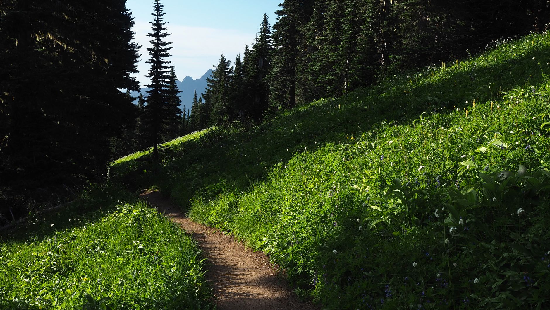 A dirt trail winding through a green hillside forest toward distant mountains