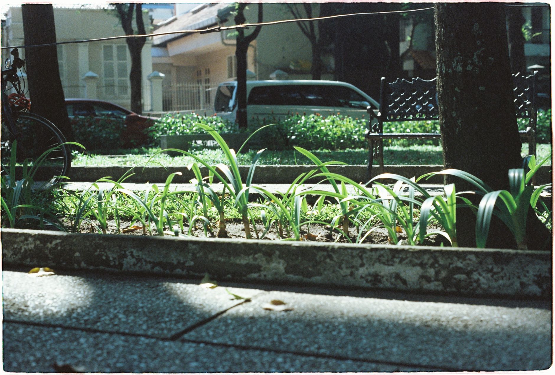 A planted curbside bed along a sunny city sidewalk with trees, cars, and homes in the background