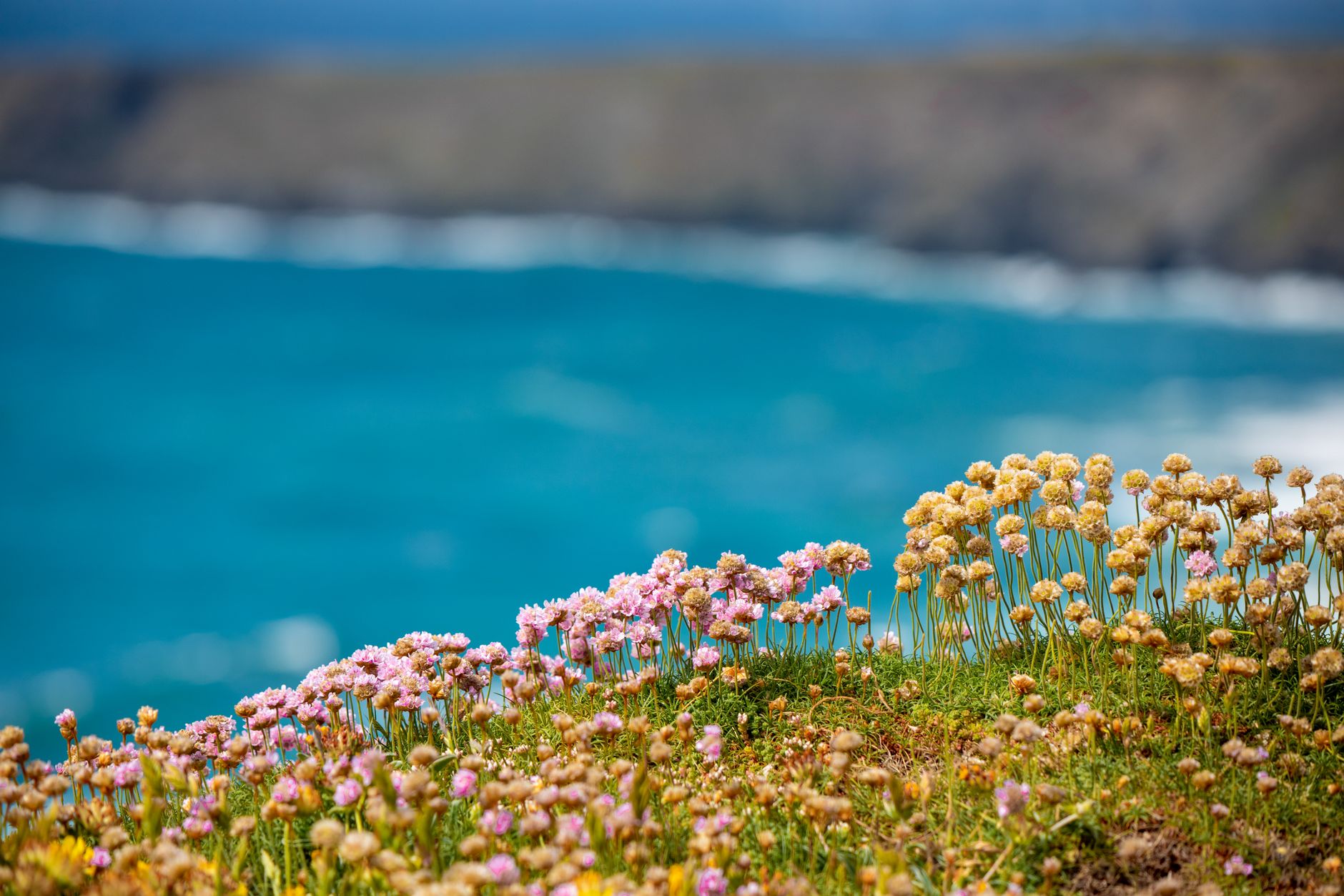 Pink and yellow wildflowers blooming on a grassy cliff above the bright blue ocean