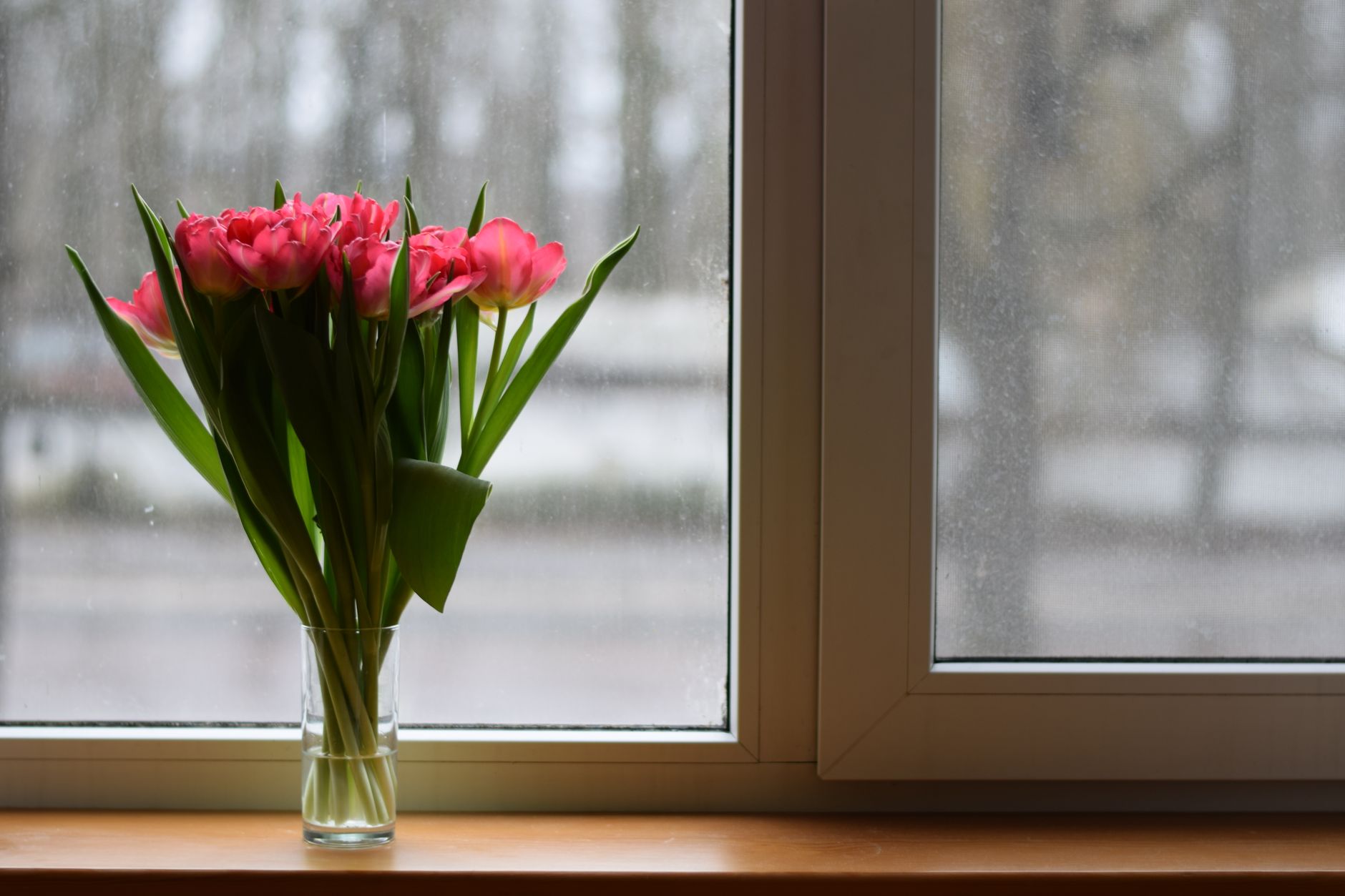 Pink tulips in a glass vase on a windowsill beside rain-speckled panes