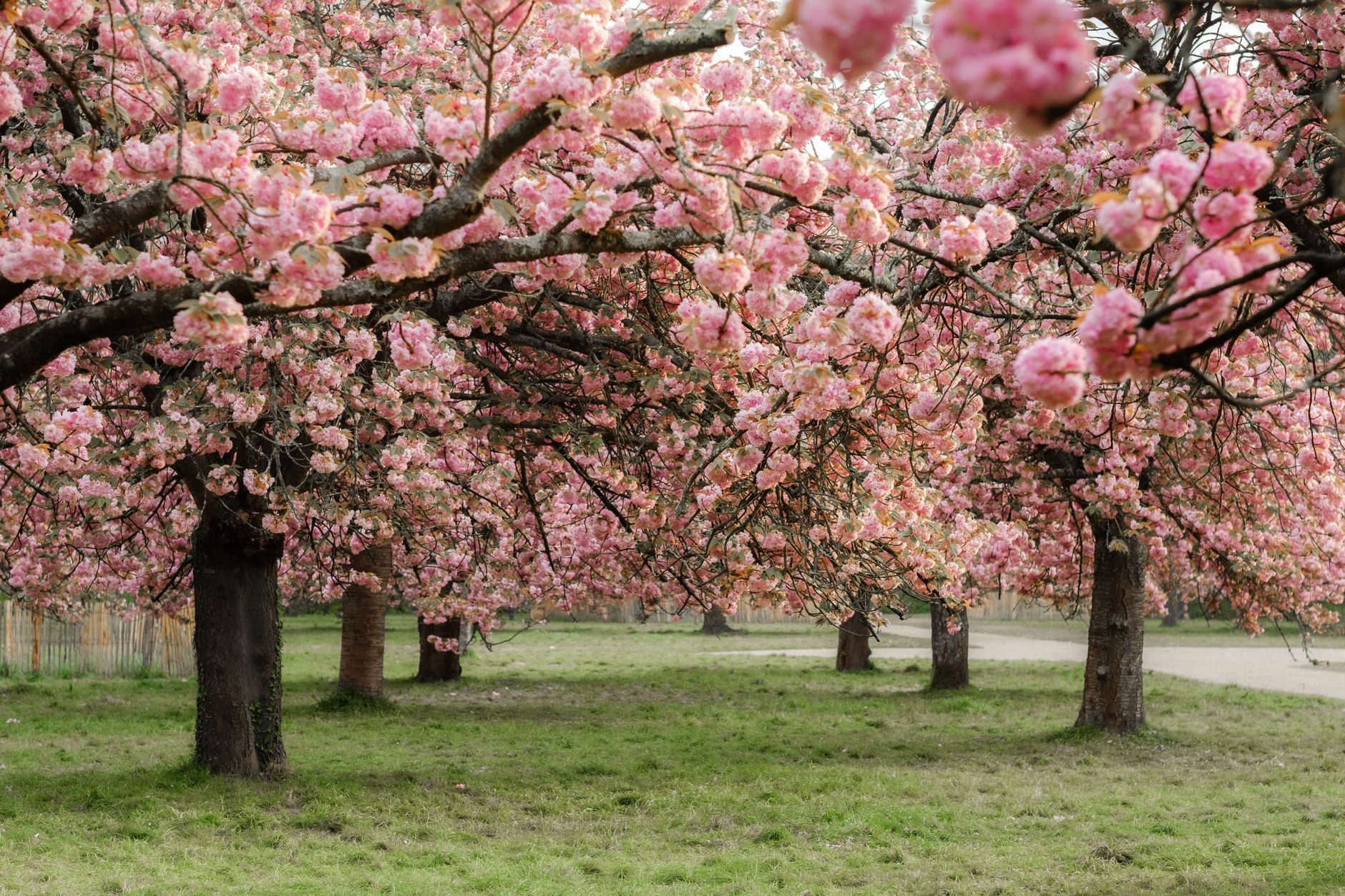 Rows of pink flowering trees along a grassy park path