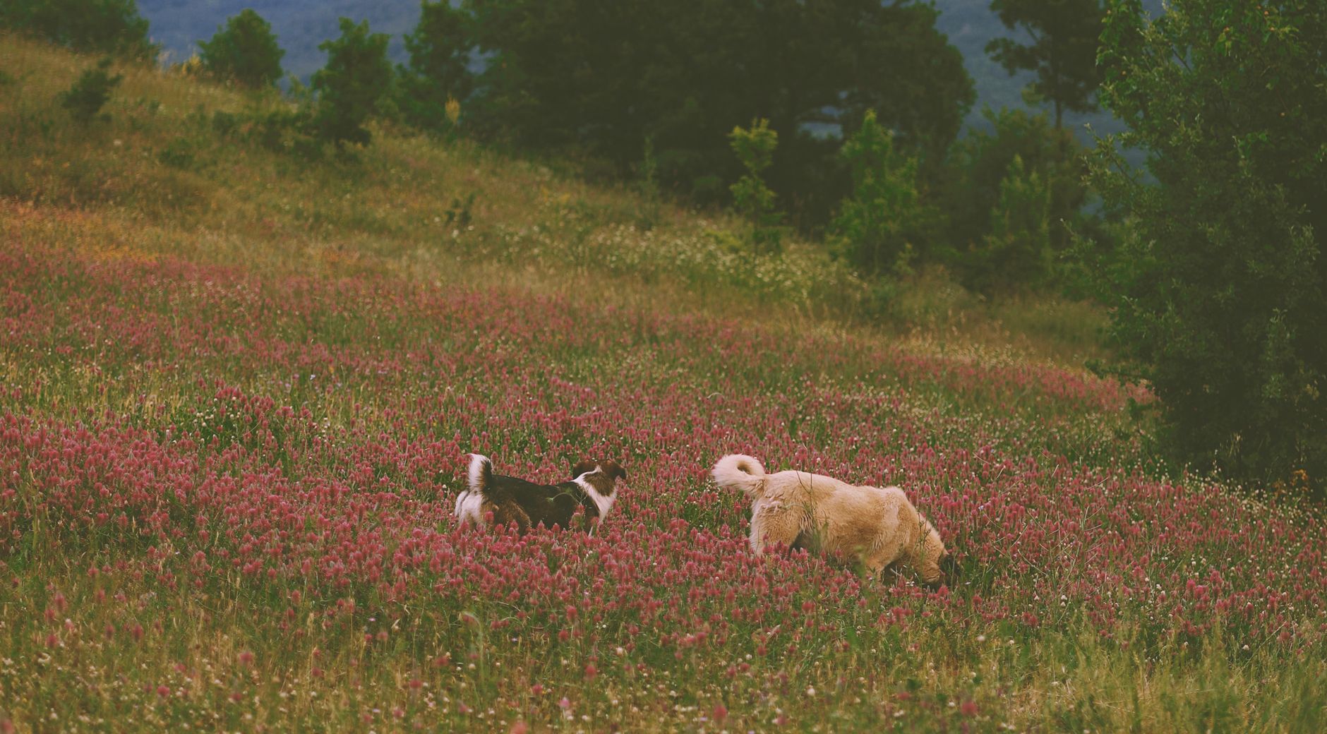 Two dogs walking through a field of pink wildflowers