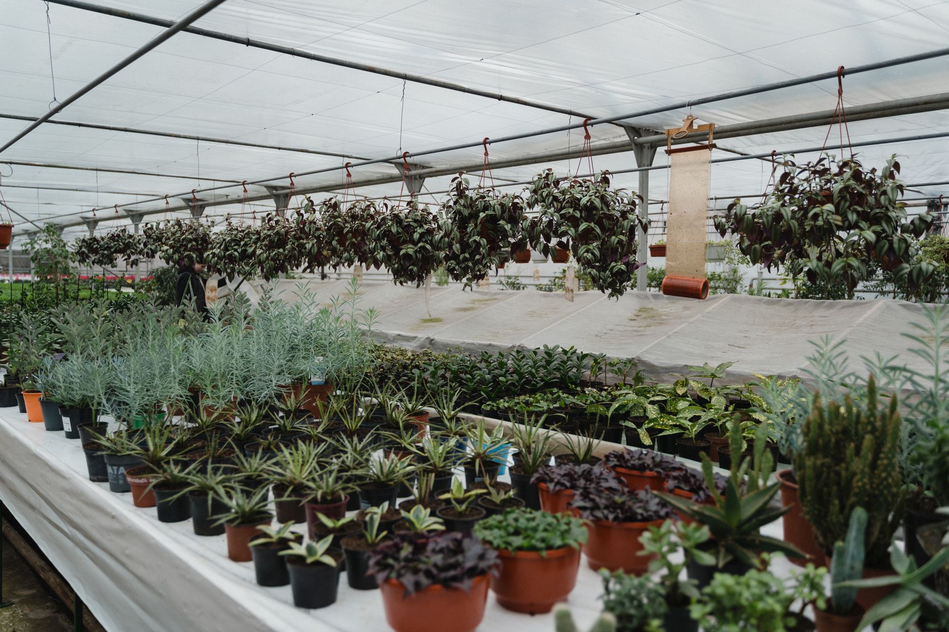 An indoor greenhouse with rows of potted plants beneath hanging foliage