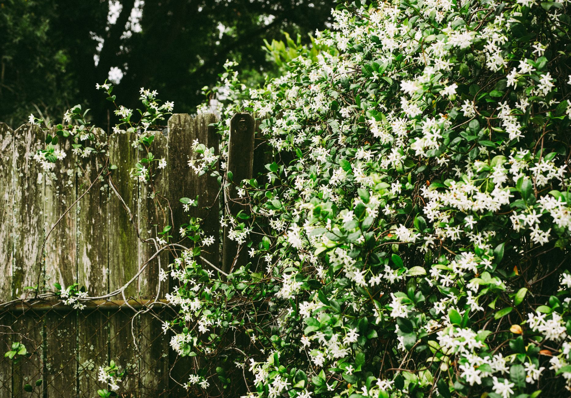 White jasmine blooming along a rustic wooden fence