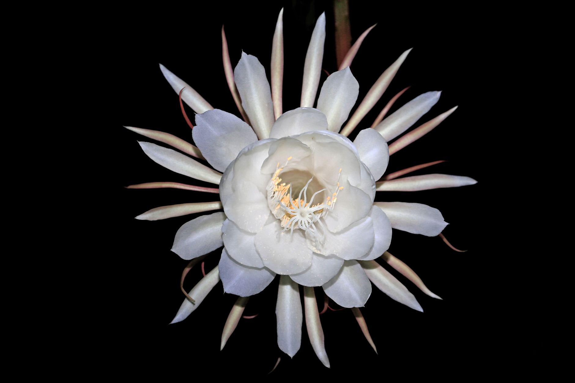 A large white night-blooming flower in close-up against a black background