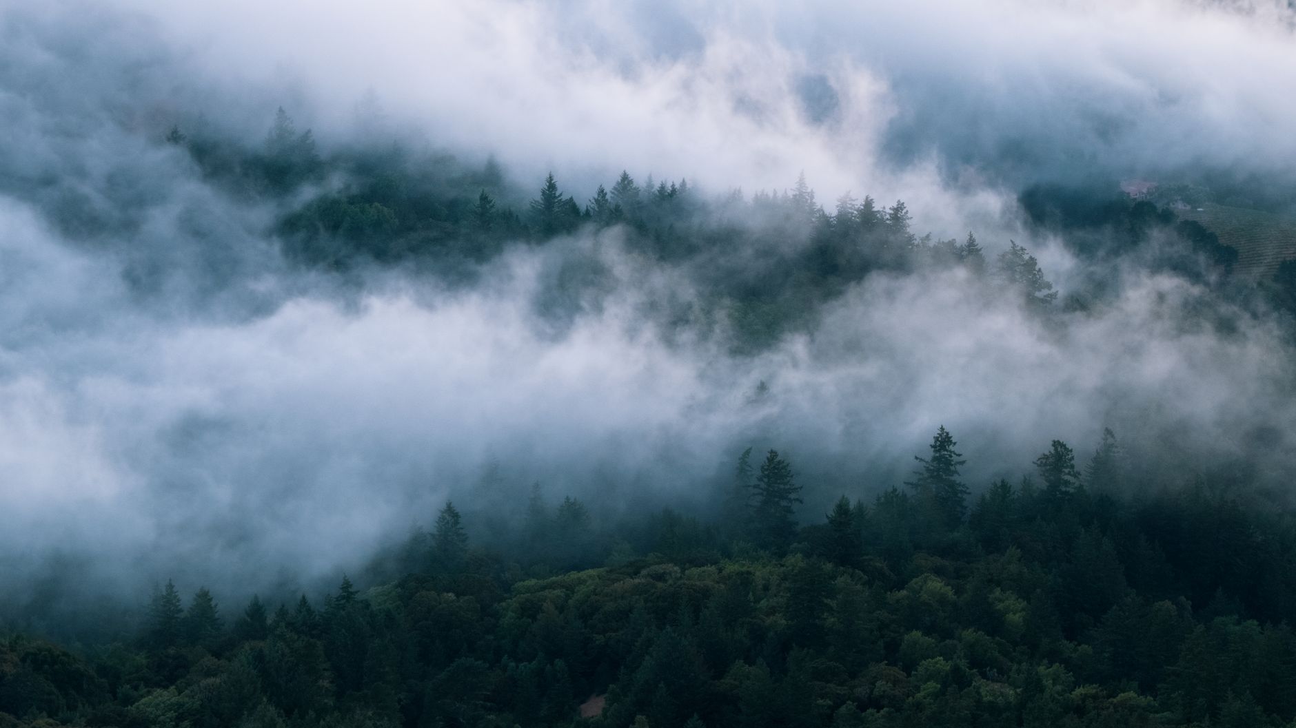 Low morning fog drifting through a dark evergreen forest on a hillside