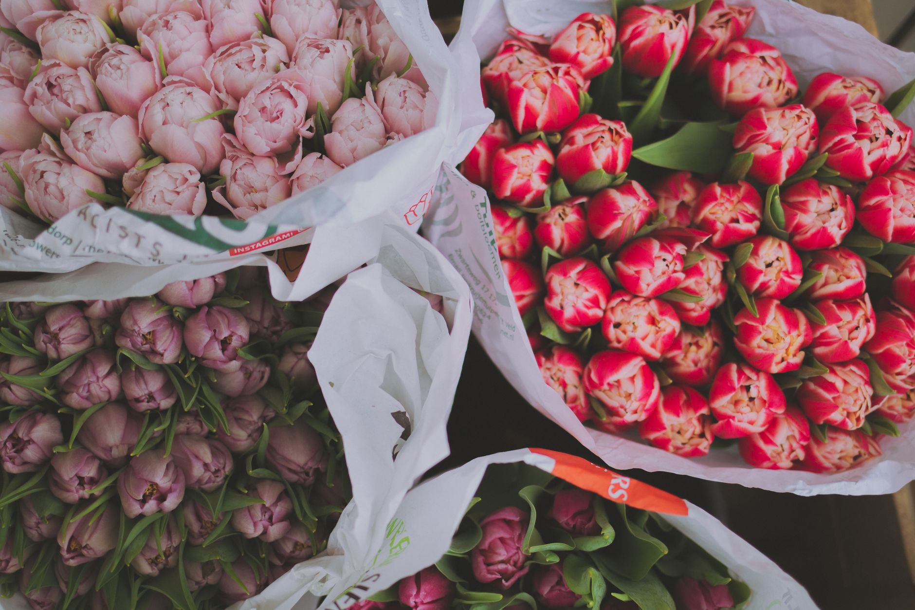Bunches of pink and red tulips in paper sleeves seen from above
