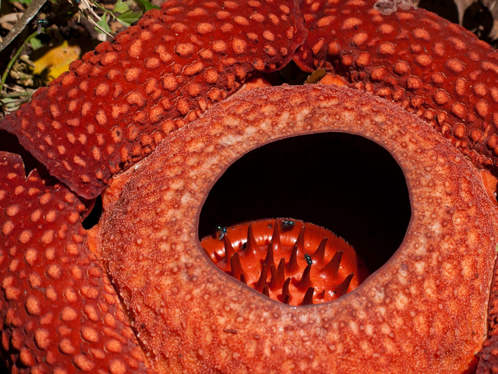 A close-up of the open center of a red Rafflesia flower with thick speckled petals