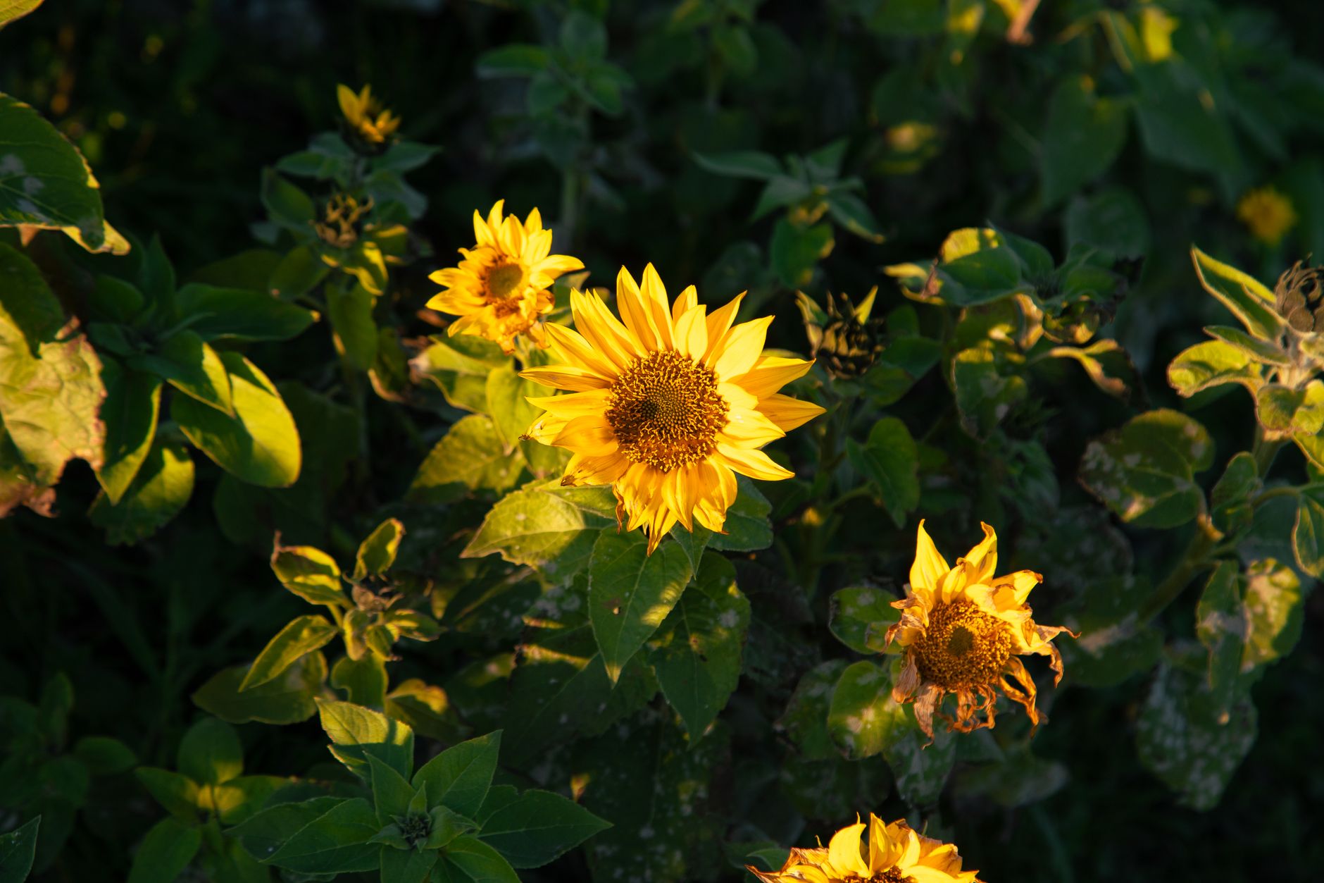 Yellow sunflowers glowing in warm late-day light against dark green leaves