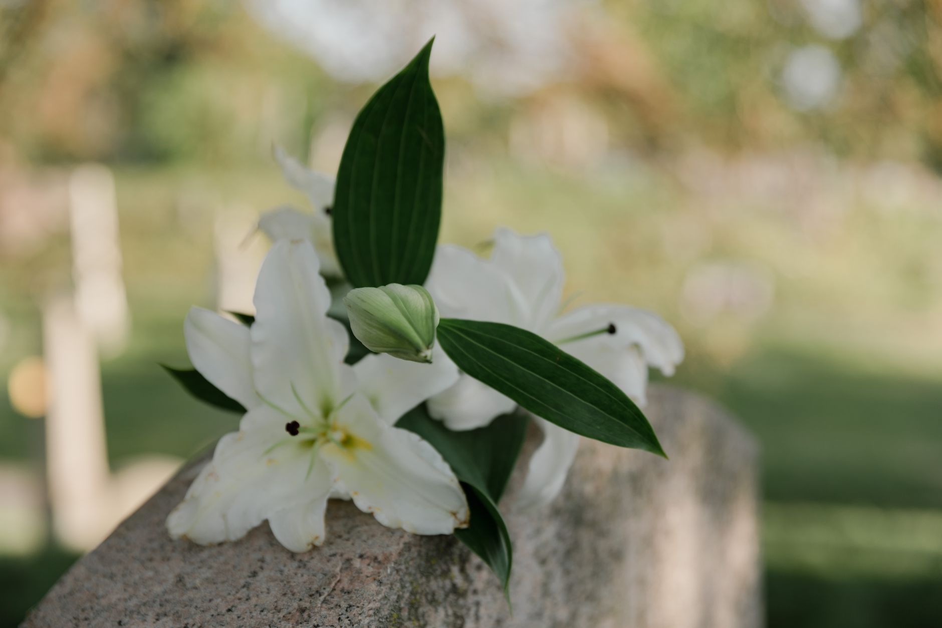 A single white lily resting quietly on a plain surface, evoking remembrance