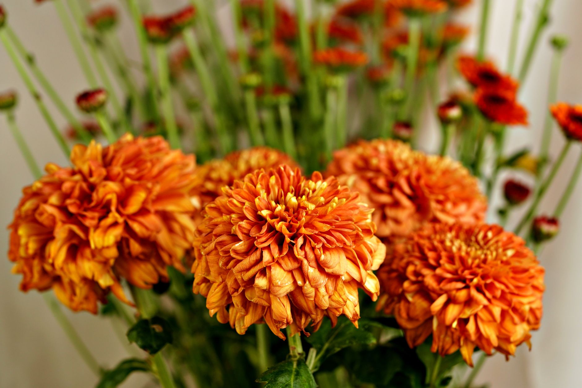 A cluster of vibrant orange chrysanthemum blooms, fall's signature flower