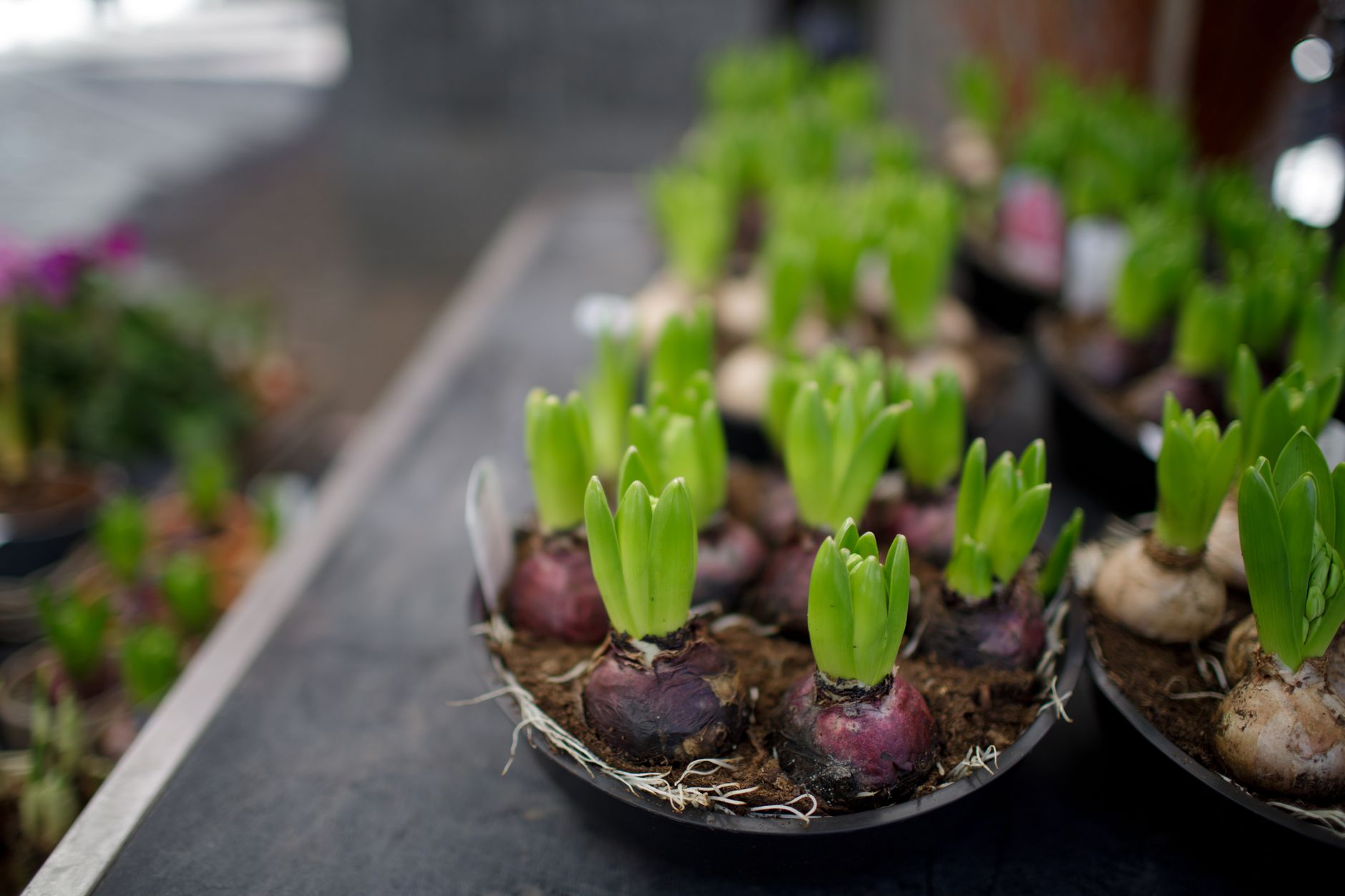 Purple and cream hyacinth bulbs with fresh green shoots sprouting from soil in shallow trays