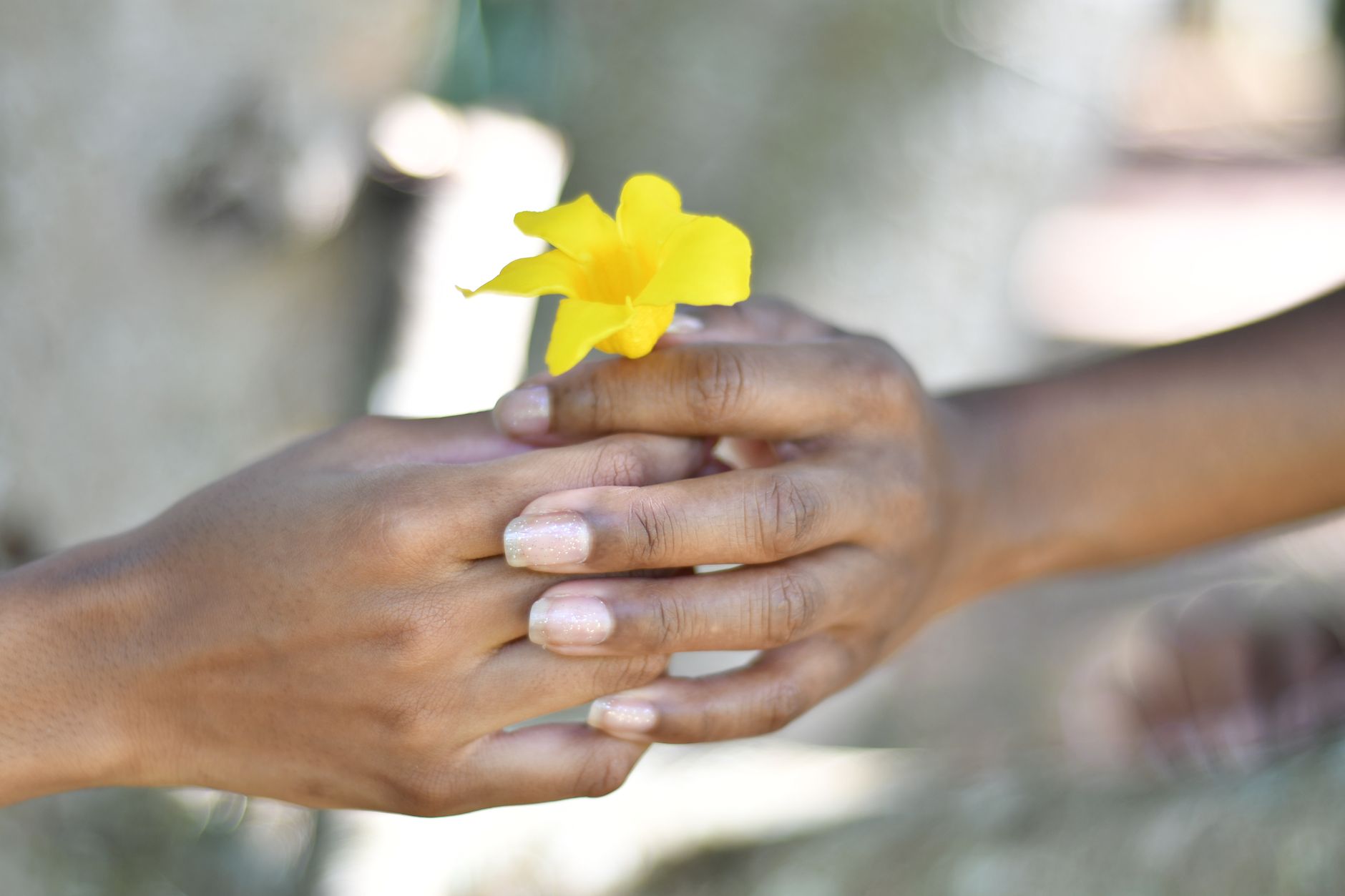 One hand gently passing a small yellow flower to another hand against a soft blurred background