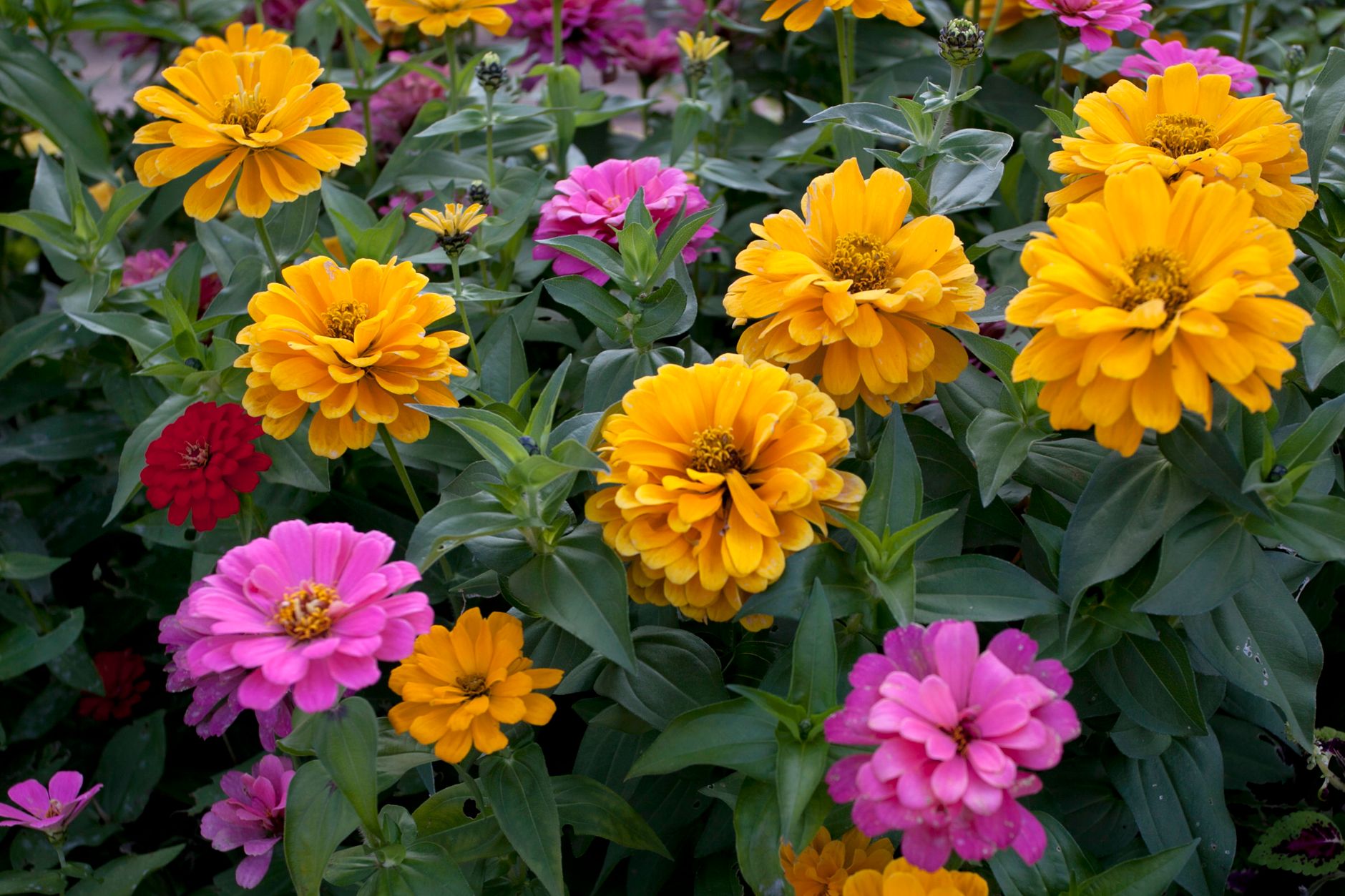 A garden bed of bright yellow, orange, pink, and red zinnias in full bloom among green leaves
